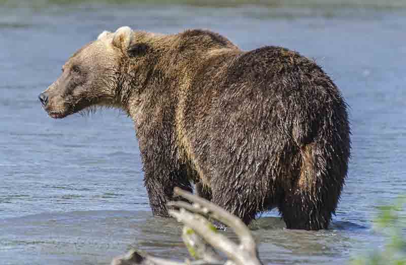 Oso Pardo - Kamchatka - Rusia 06.jpg